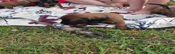 Other breed dogs for sale: Bavarian Mountain Scent Hound Black Male Puppy - Ad 3