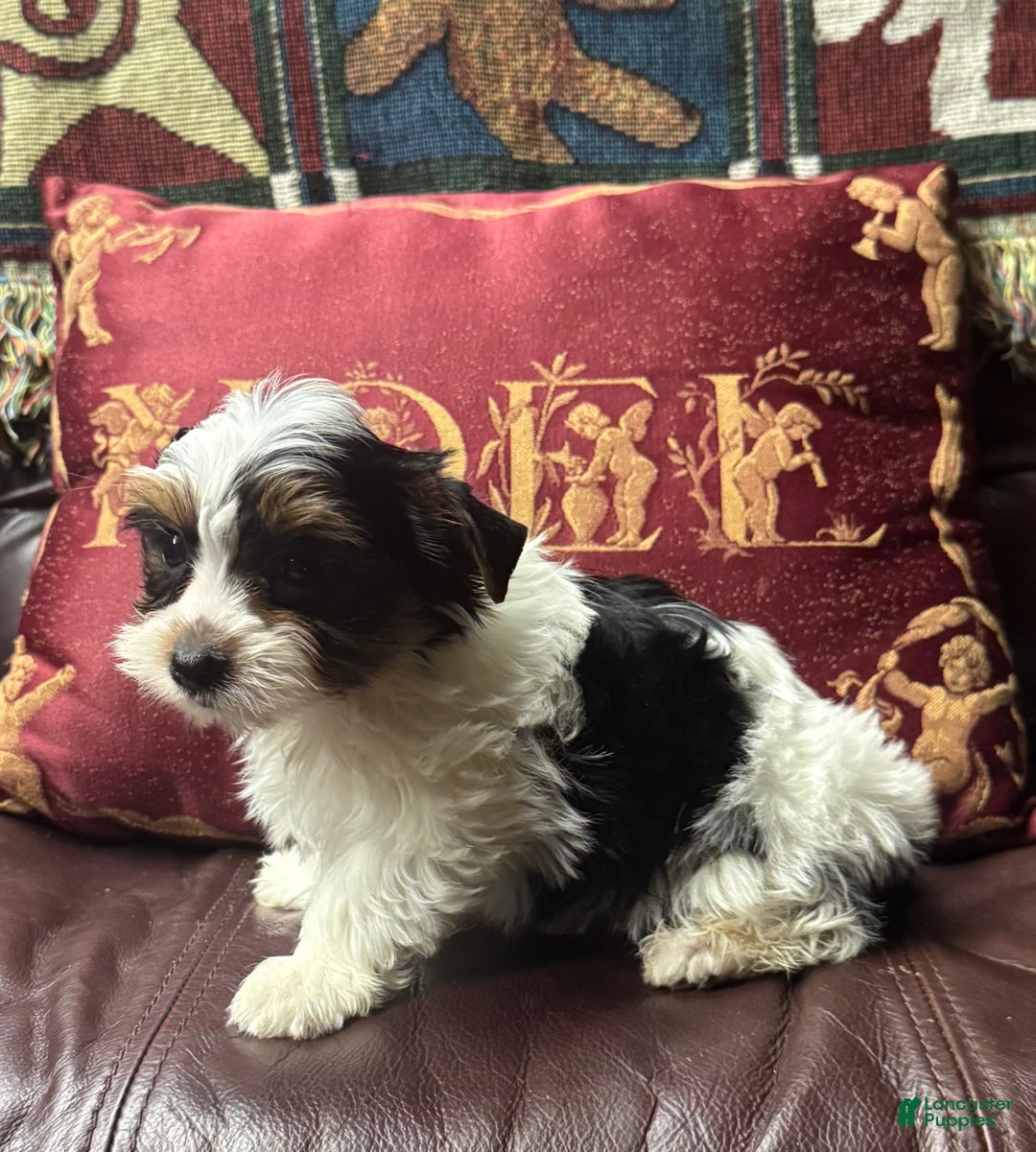 Yorkshire Terrier dogs for sale: Yorkshire Terrier Puppy 2 - Ad 1