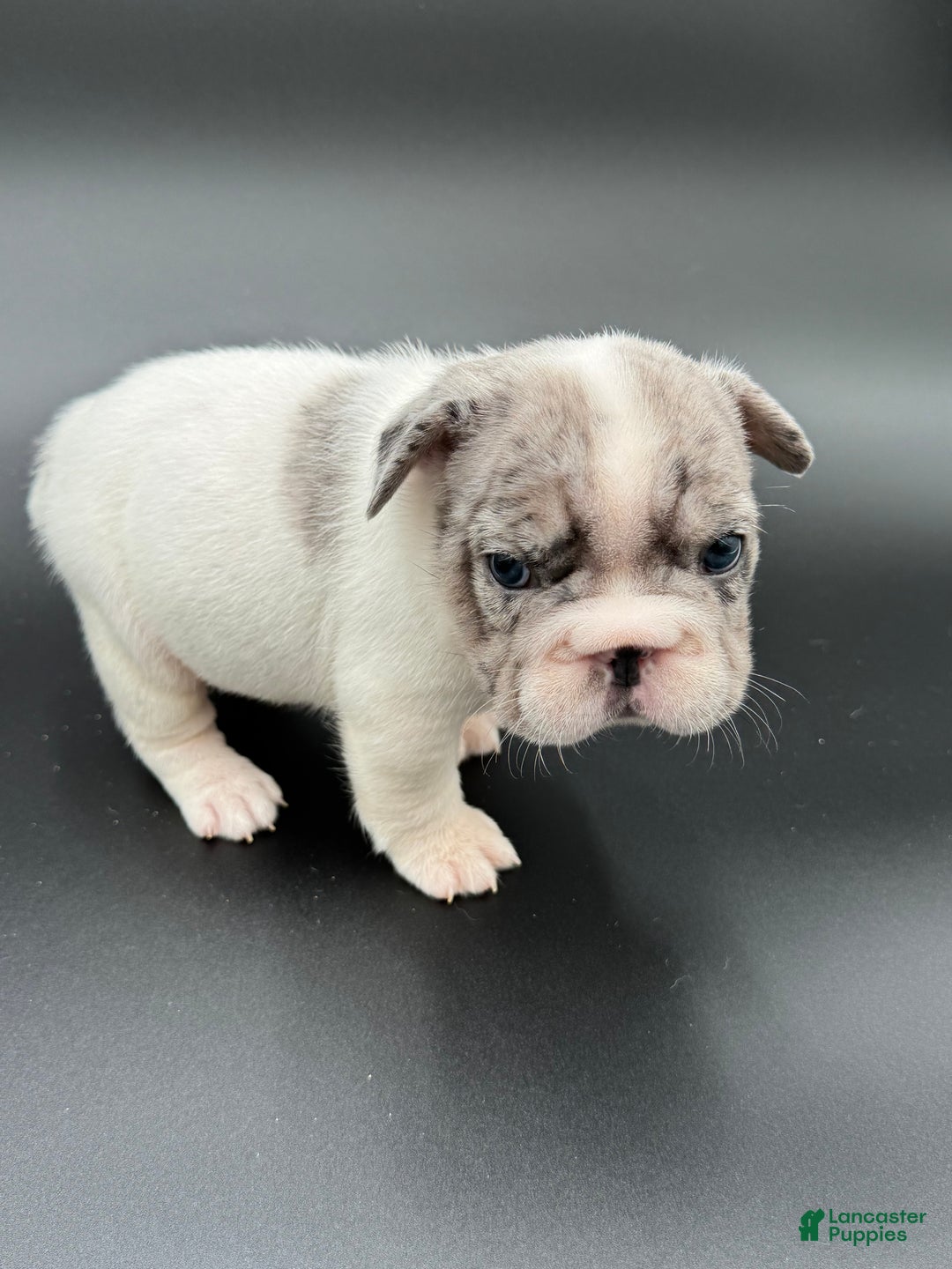 French Bulldog dogs for sale: French Bulldog Puppy 2 - Ad 4