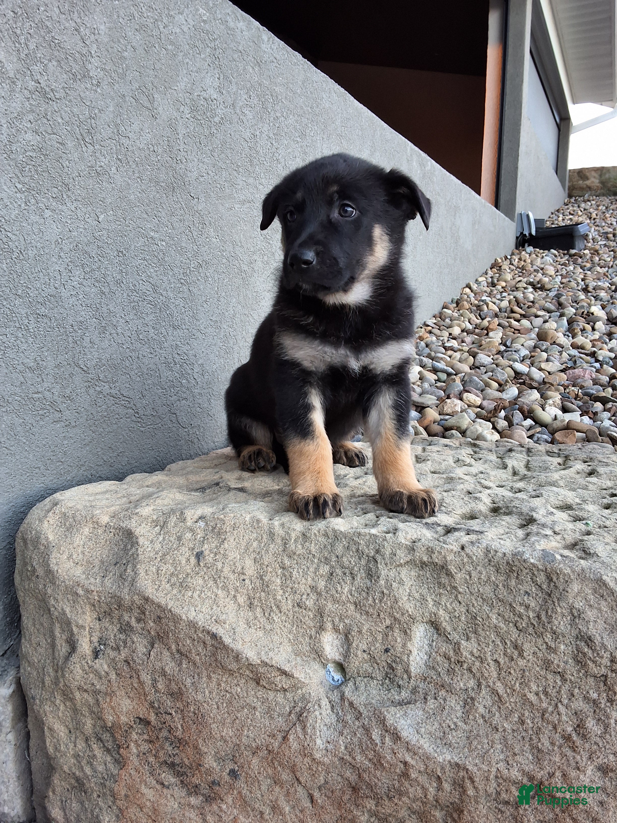 German Shepherd dogs Claudia  - Ad 2