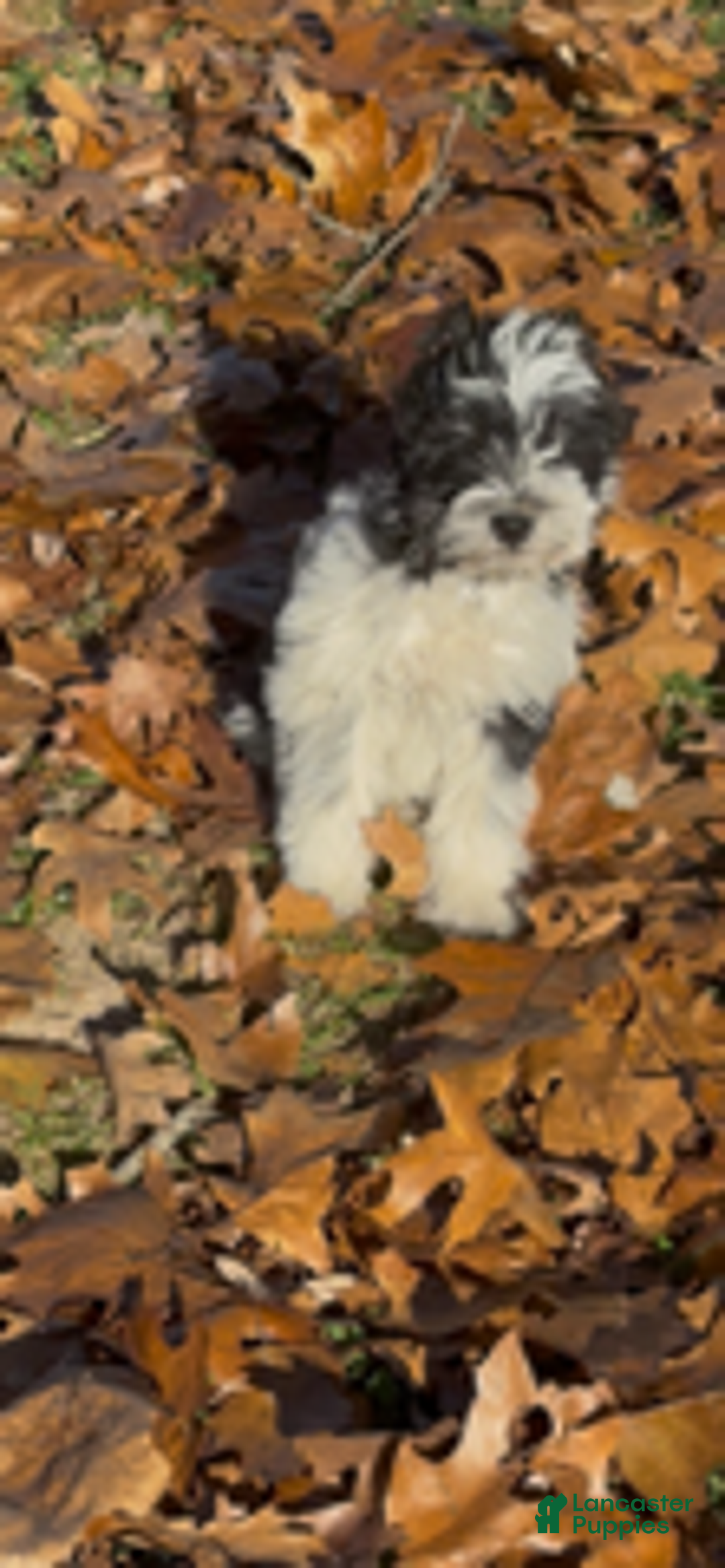 Miniature Schnauzer dogs for sale: Patches - Ad 2