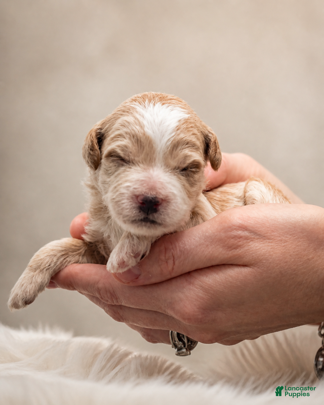 Mini Goldendoodle dogs BREVE🐶 - Ad 6