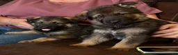 German Shepherd dogs for sale: German Shepherd 3 - Ad 5