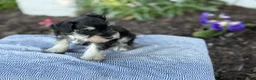 Miniature Schnauzer dogs for sale: Tereesa - Ad 2