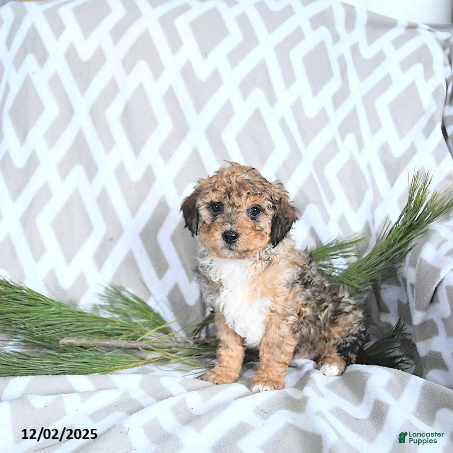 Maltipoo dogs Noelle - Ad 34