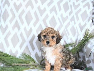 Maltipoo dogs Noelle - Ad 41