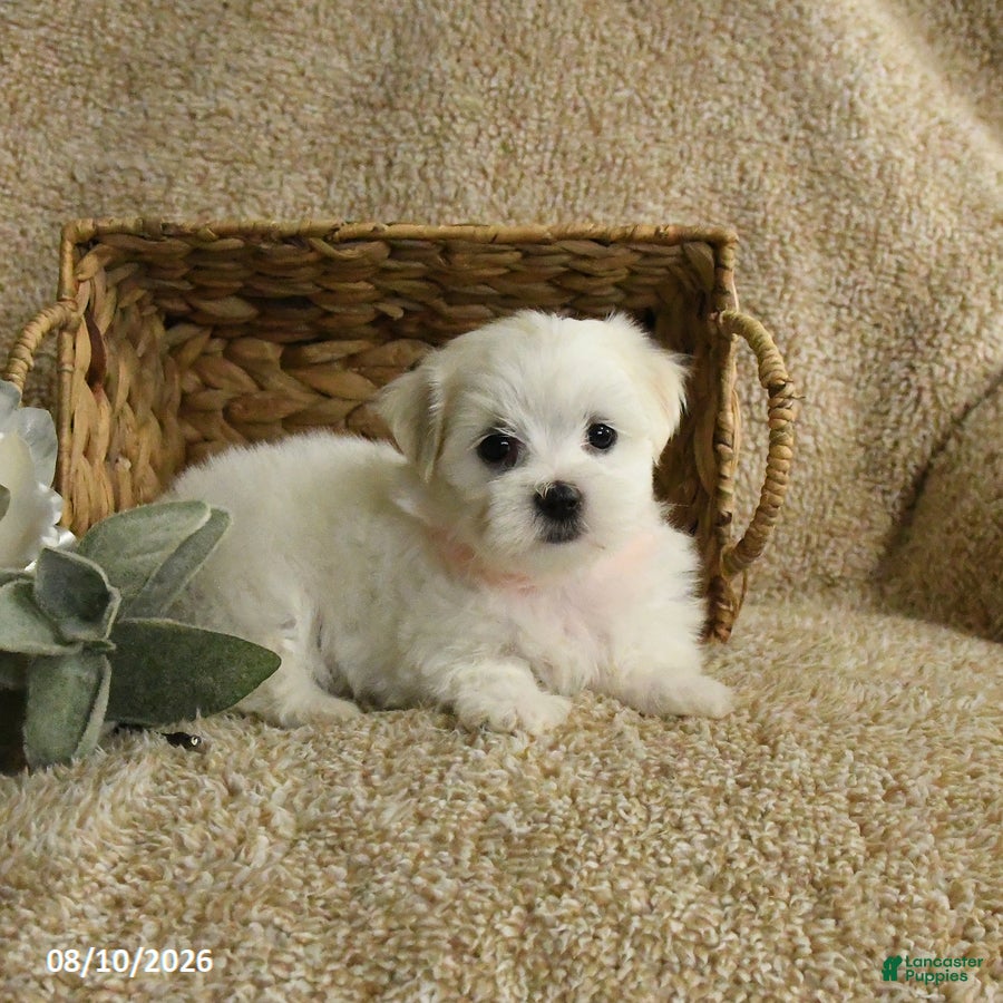 Maltese dogs Rascal - Ad 2