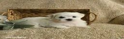 Maltese dogs for sale: Rascal - Ad 2