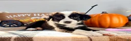 Border Collie dogs for sale: Pumpkin - Ad 2