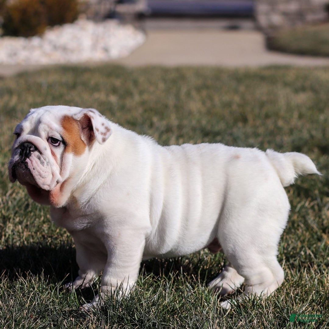 English Bulldog dogs for sale: Frosty - Ad 11