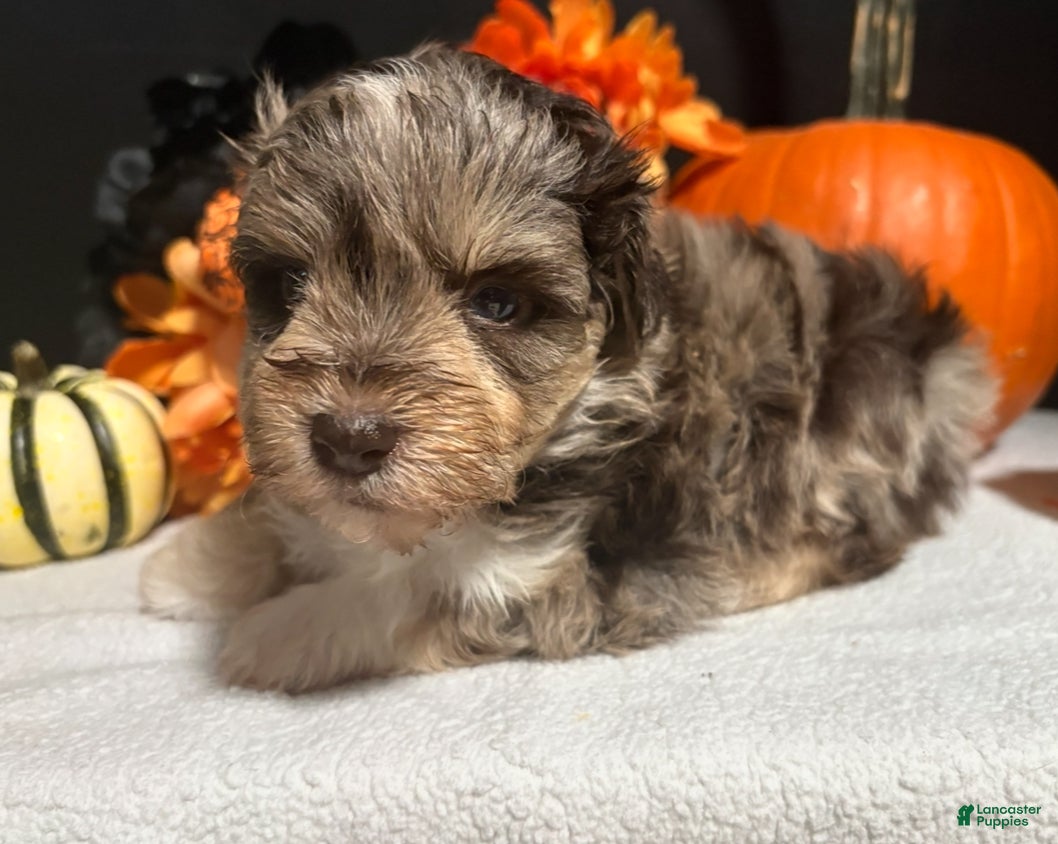 Chocolate merle Miniature Schnauzer Puppies for sale Lancaster