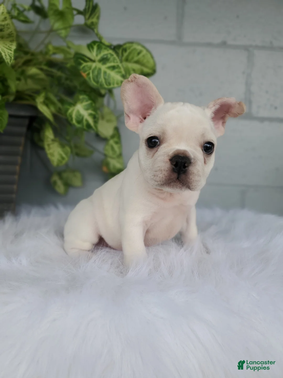 French Bulldog dogs for sale: CHASE - Ad 2