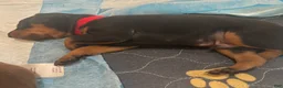 Miniature Pinscher dogs for sale: Miniature Pinscher Puppy 2 - Ad 2