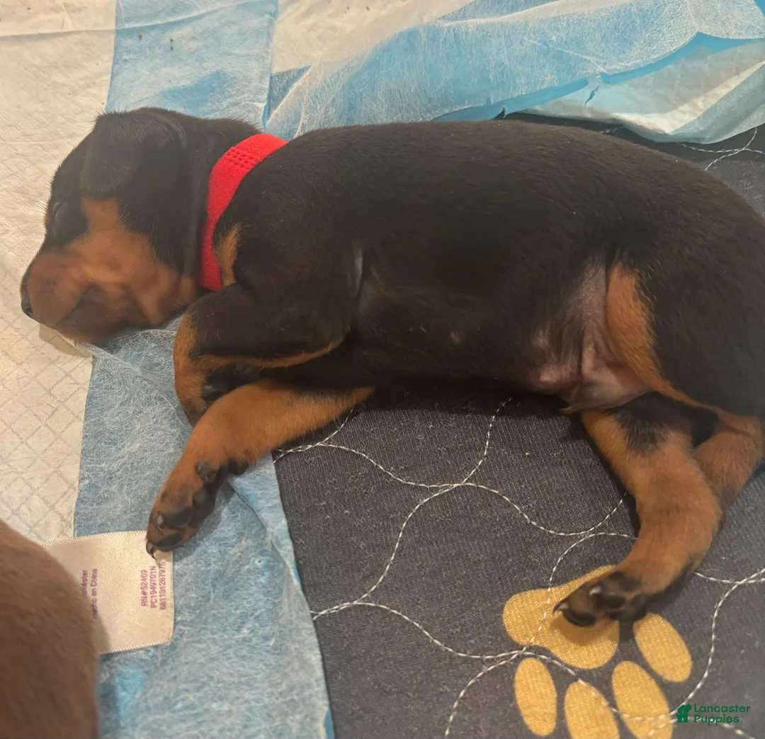 Miniature Pinscher dogs for sale: Miniature Pinscher Puppy 2 - Ad 2