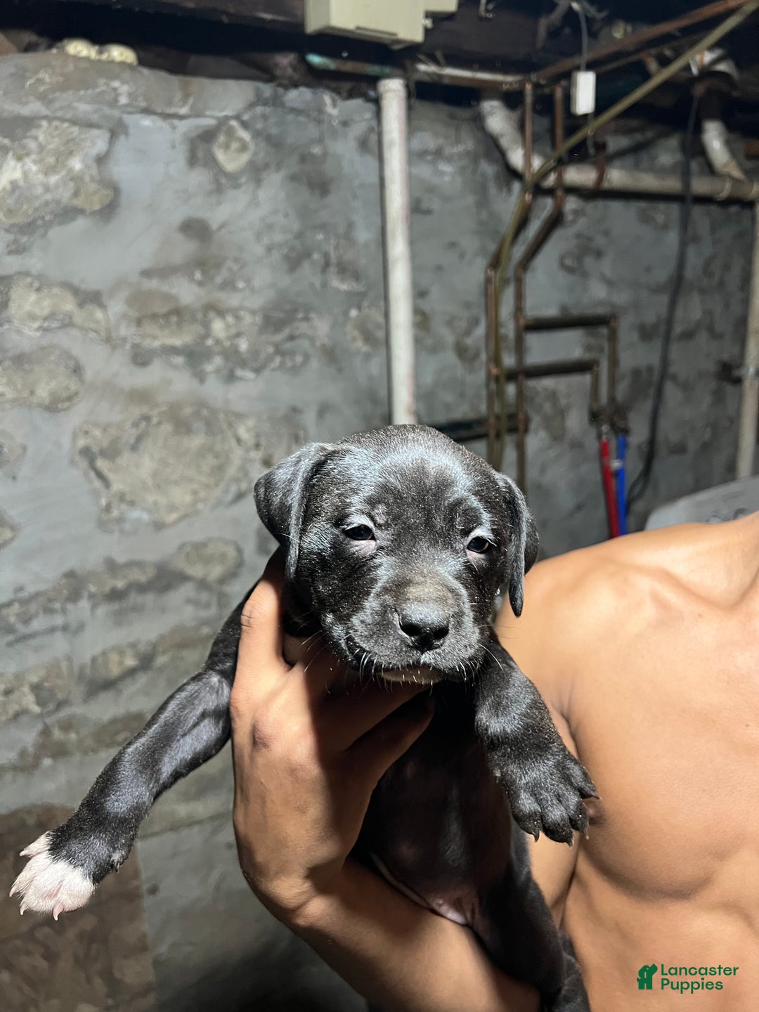 American Pit Bull Terrier dogs for sale: Mitty - Ad 1