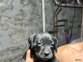 American Pit Bull Terrier dogs Mitty - Ad 37