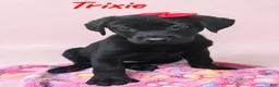 Labrador Retriever dogs for sale: Trixie - Ad 4