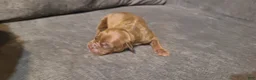 American Bully dogs for sale: Jacob - Ad 6