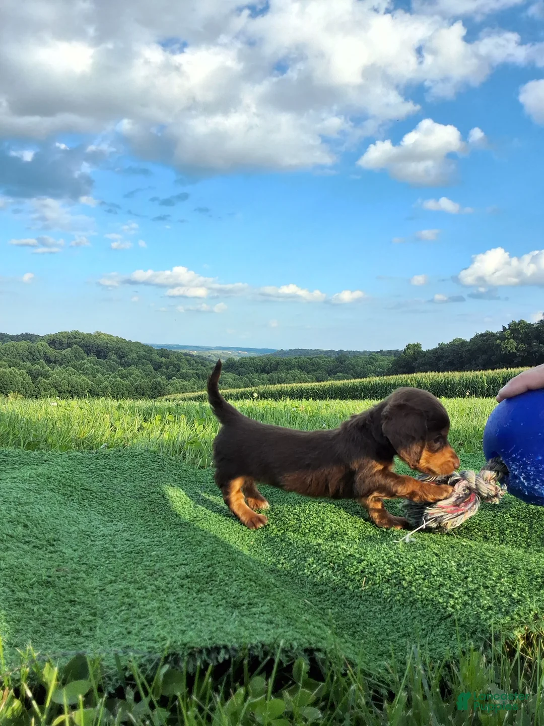 Dachshund dogs for sale: Bella - Ad 2