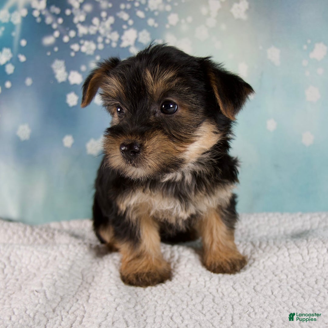 Morkie dogs for sale: Bonnie - Ad 6