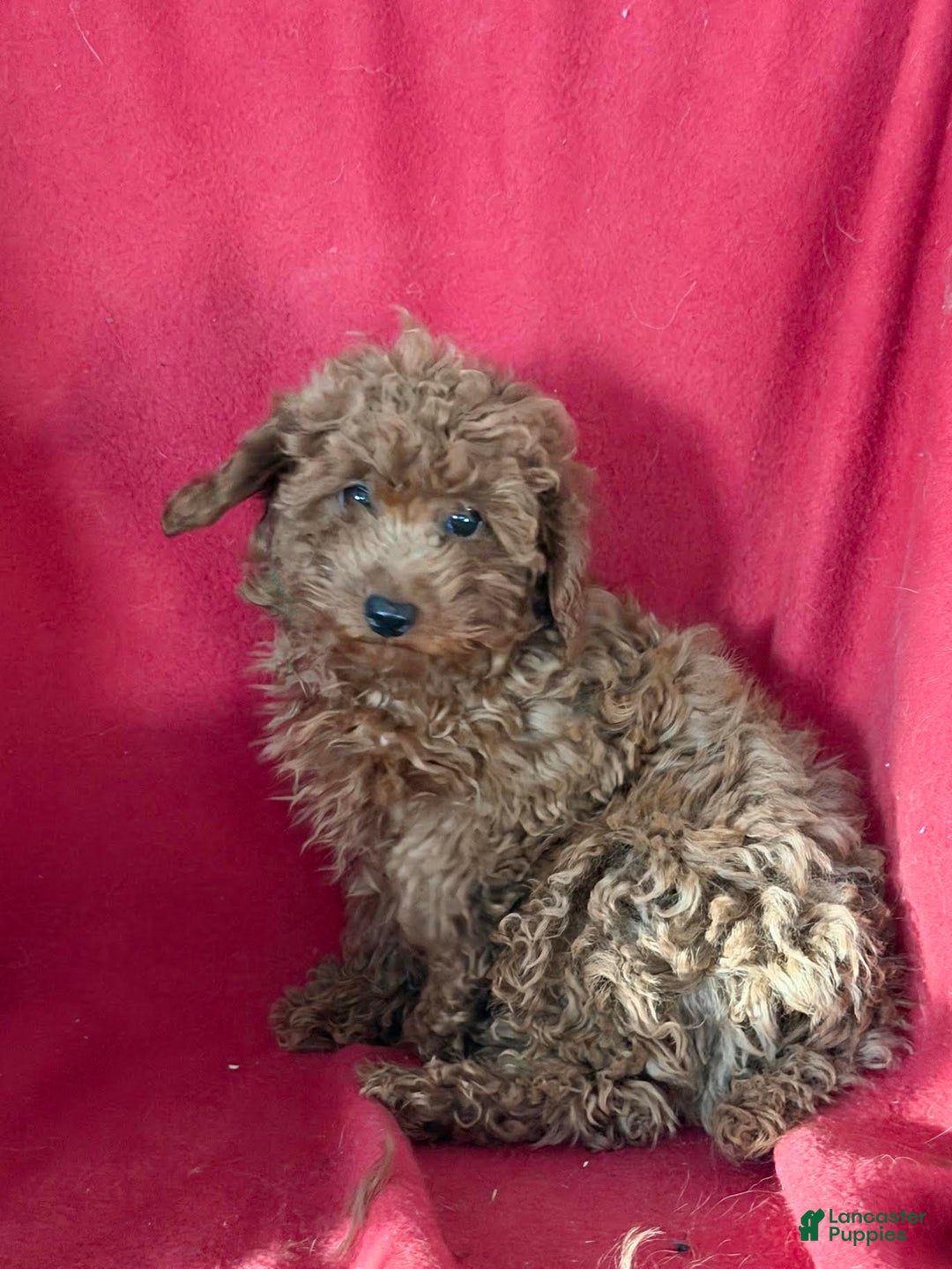 Toy Poodle dogs for sale: Merry - Ad 2