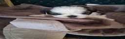 Shih Tzu dogs for sale:  Boy 3 - Ad 2