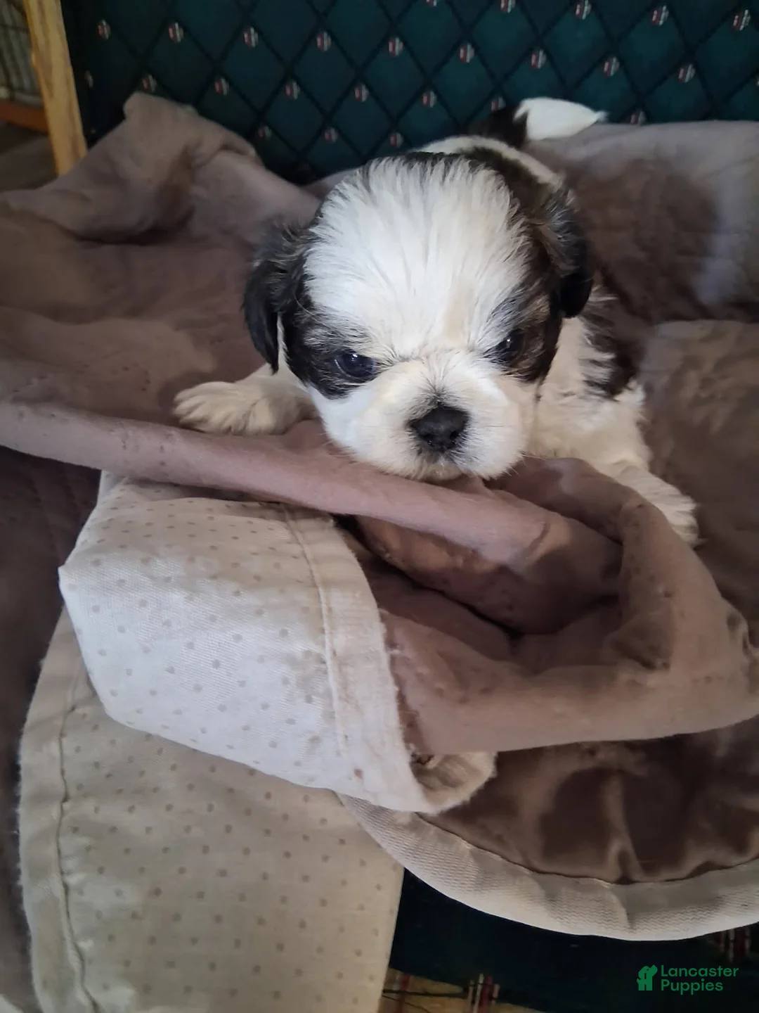 Shih Tzu dogs for sale:  Boy 3 - Ad 2