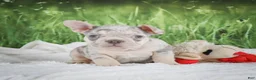 French Bulldog dogs for sale: Louie - Ad 7
