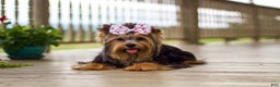 Yorkshire Terrier dogs for sale: Princess - Ad 10