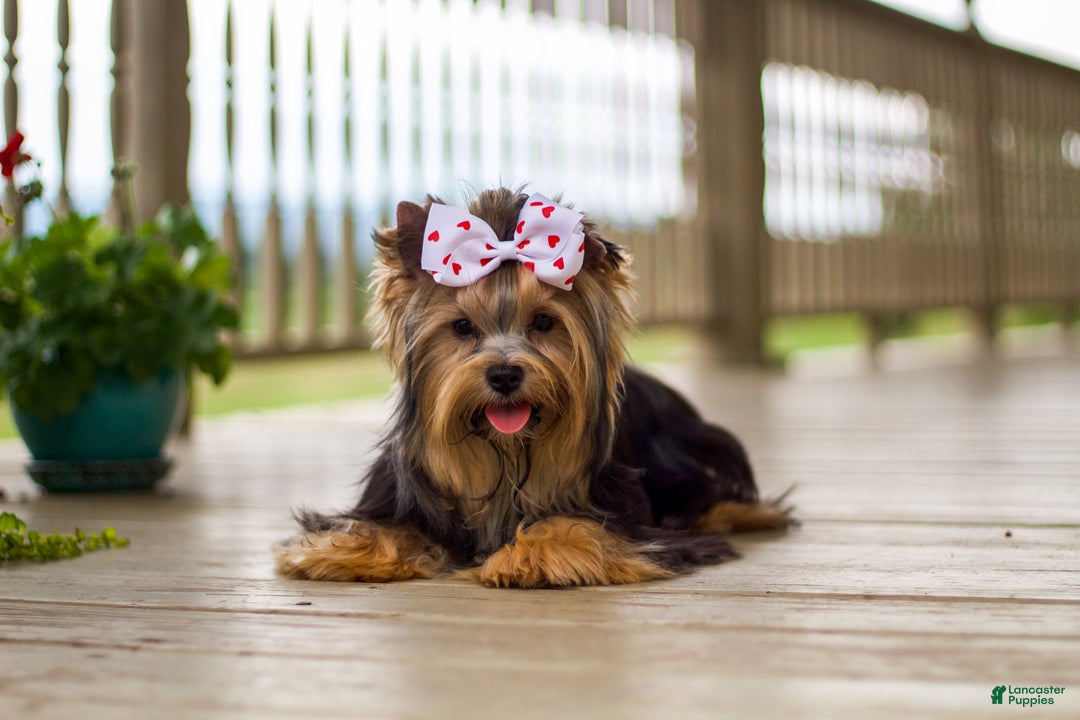 Yorkshire Terrier dogs for sale: Princess - Ad 10