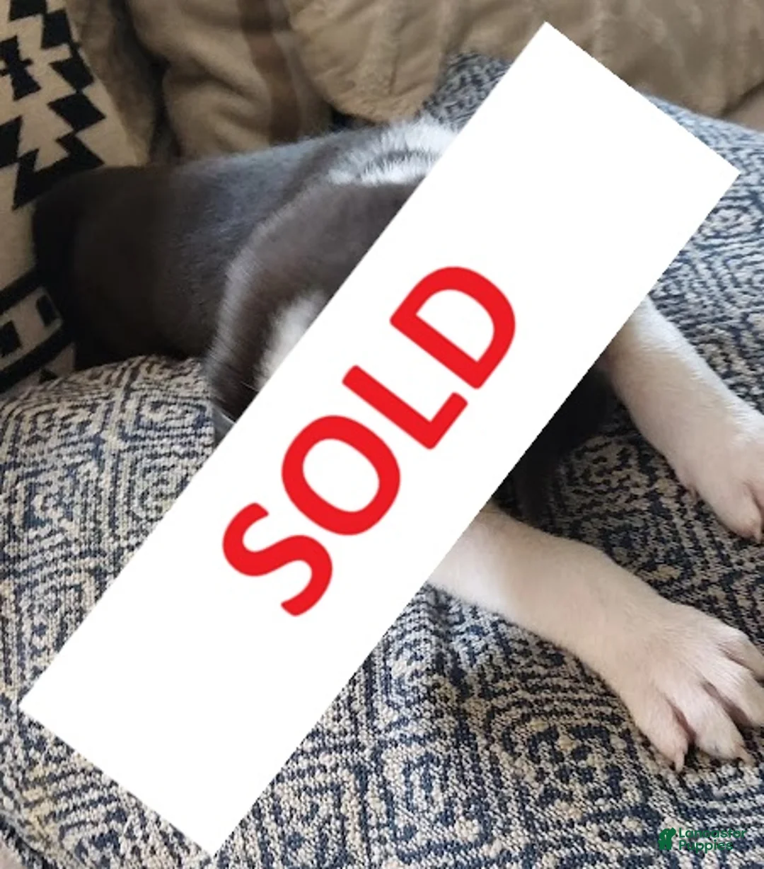 Mixed Breed dogs for sale: Zeus - Ad 1