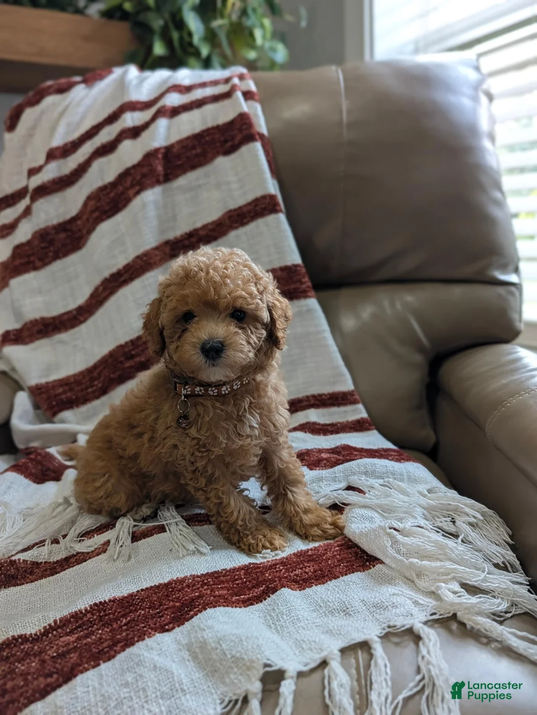Toy Poodle dogs for sale: Sunny  - Ad 8