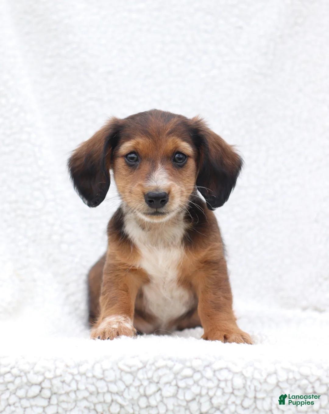 Miniature Dachshund dogs for sale: Pedro - Ad 1