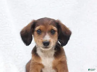 Miniature Dachshund dogs for sale: Pedro - Ad 2