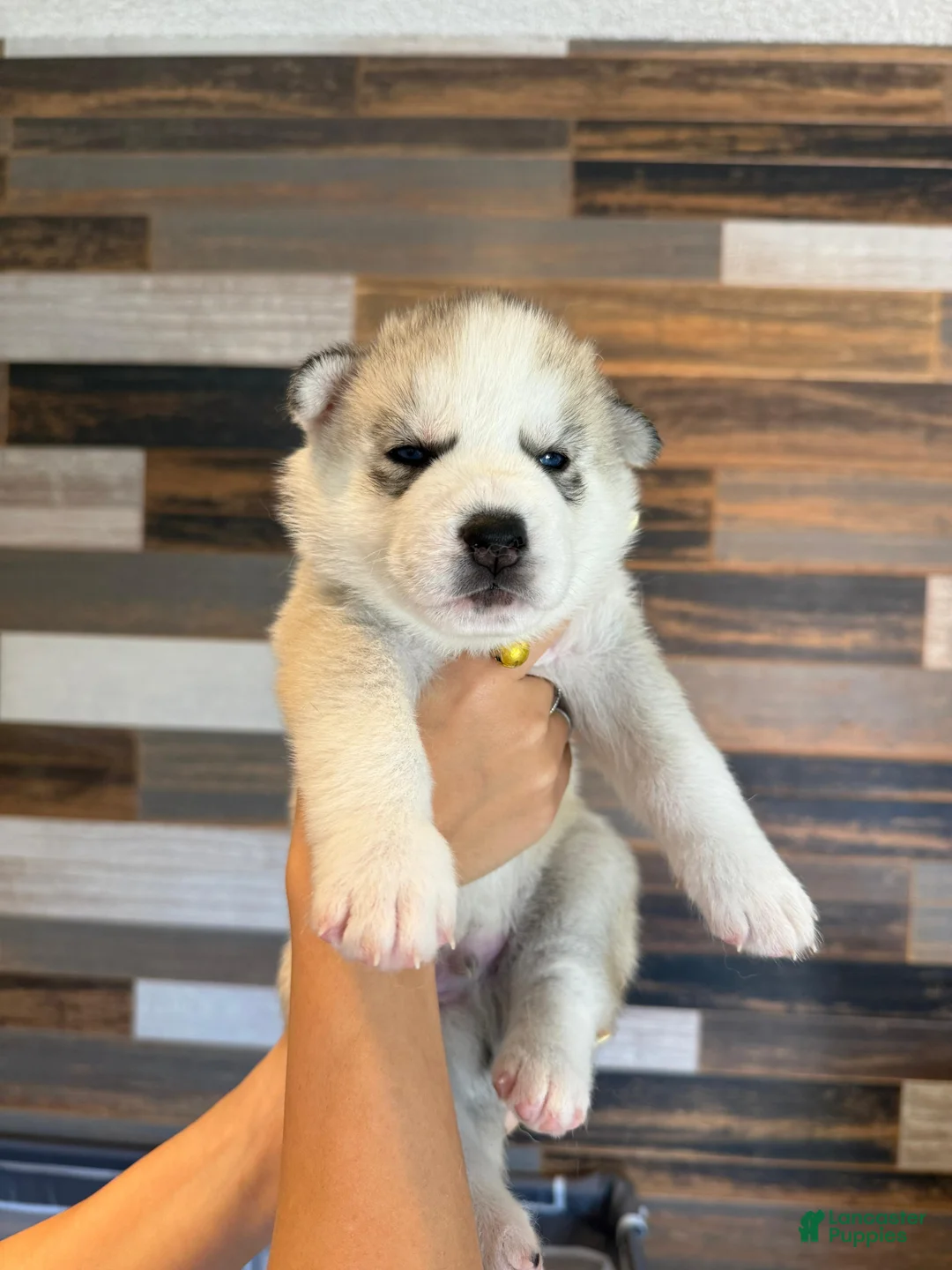 Siberian Husky dogs for sale: Siberian Husky Puppy 3 - Ad 1