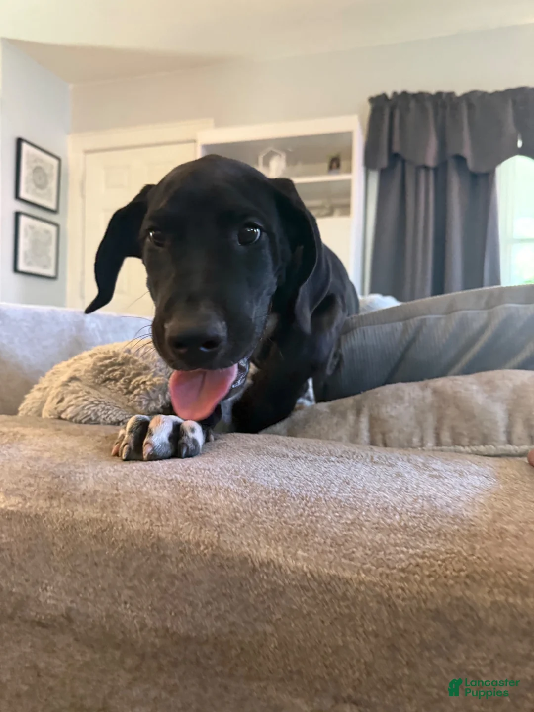 Great Dane dogs for sale: Bear🐻 - Ad 6