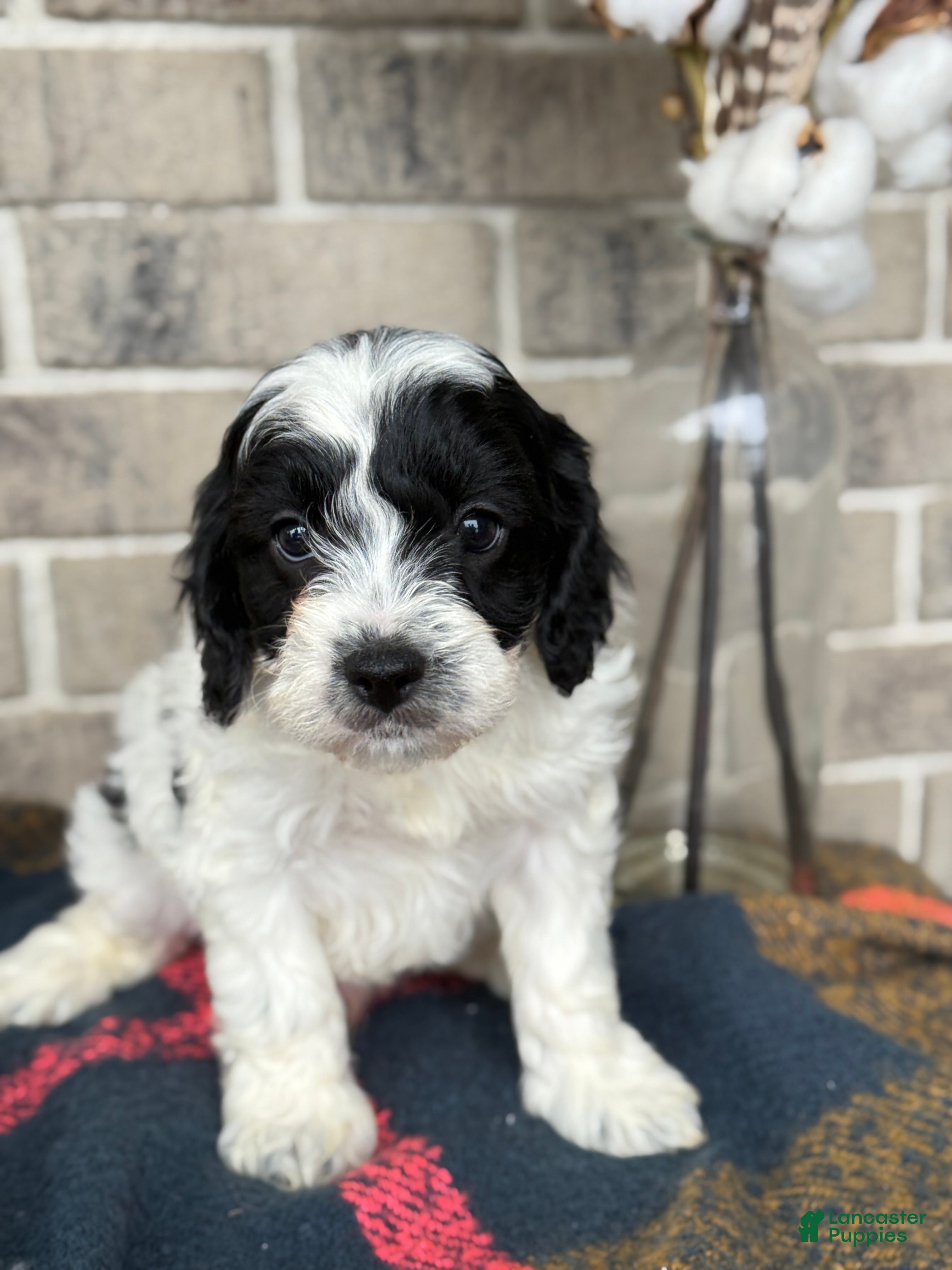Cavapoo dogs for sale: Kip - Ad 4