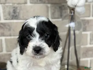 Cavapoo dogs for sale: Kip - Ad 4
