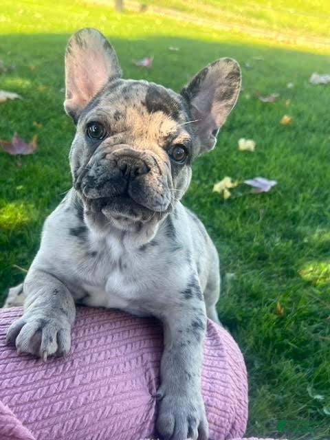 French Bulldog dogs for sale: Gunner French Bulldog  - Ad 1