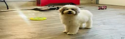Miniature Poodle dogs for sale: Dimples Miniature Poodle  - Ad 5