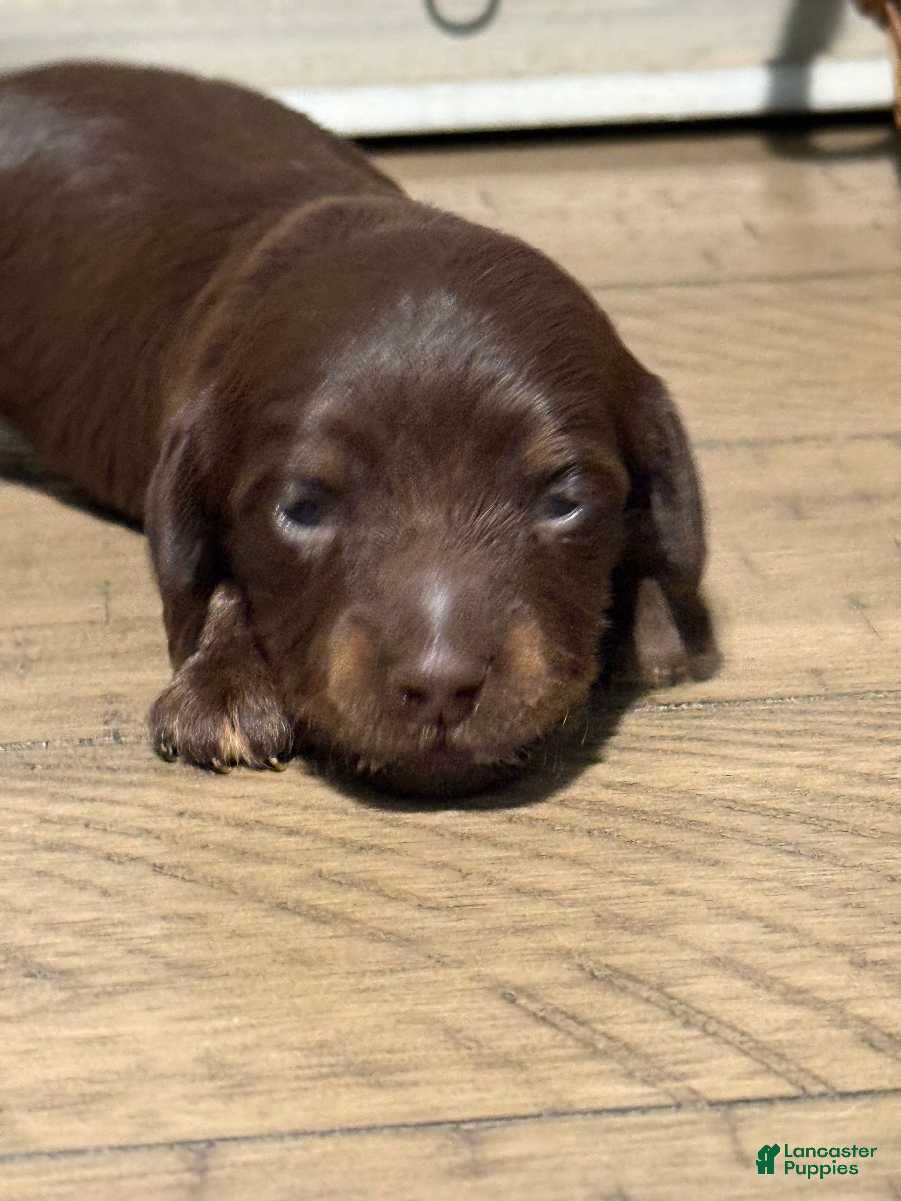 Miniature Dachshund dogs Kona - Ad 1