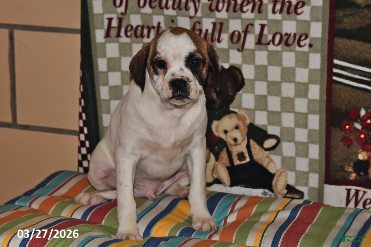 Mixed Breed dogs Jake - Ad 1