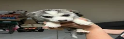Mixed Breed dogs for sale: Mixed Breed 1 - Ad 2