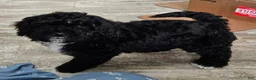 Mini Bernedoodle dogs for sale: Conner - Last of the Litter! - Ad 3