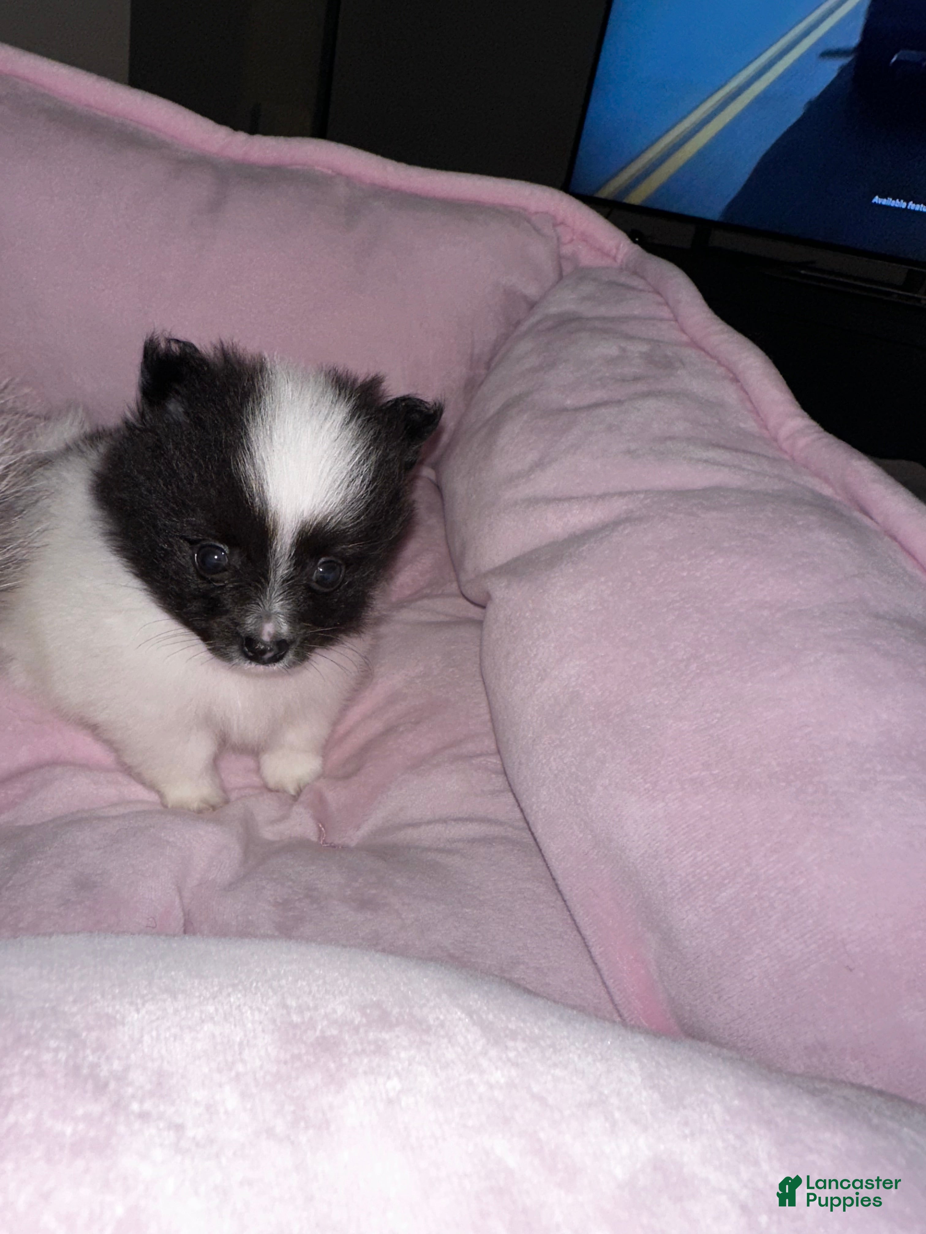 Pomeranian dogs Oreo - Ad 2