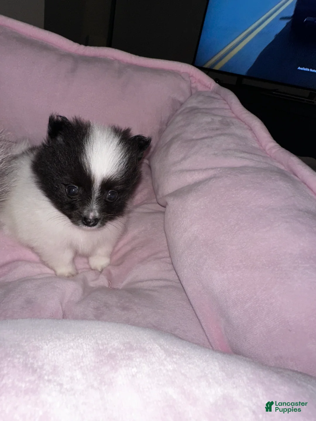 Pomeranian dogs for sale: Oreo - Ad 2