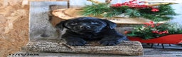 Labrador Retriever dogs for sale: Radar - Ad 3