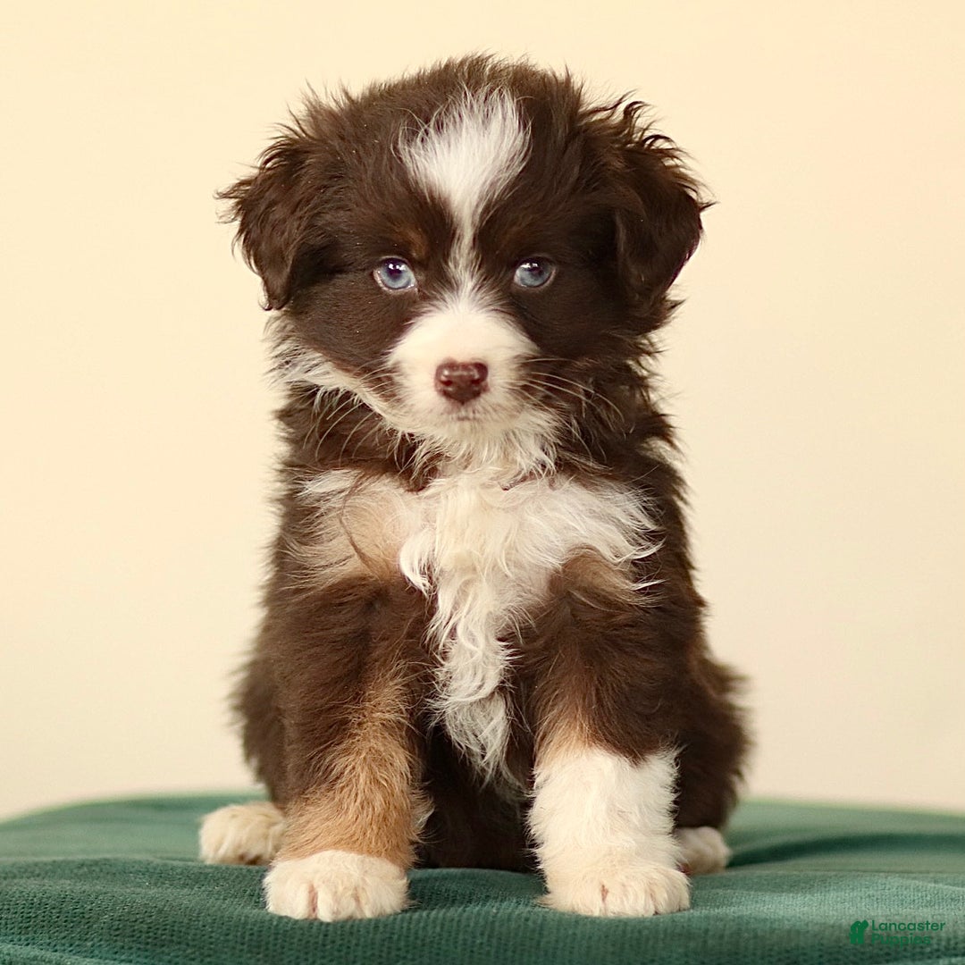 Miniature Australian Shepherd dogs for sale: Indian - Ad 2