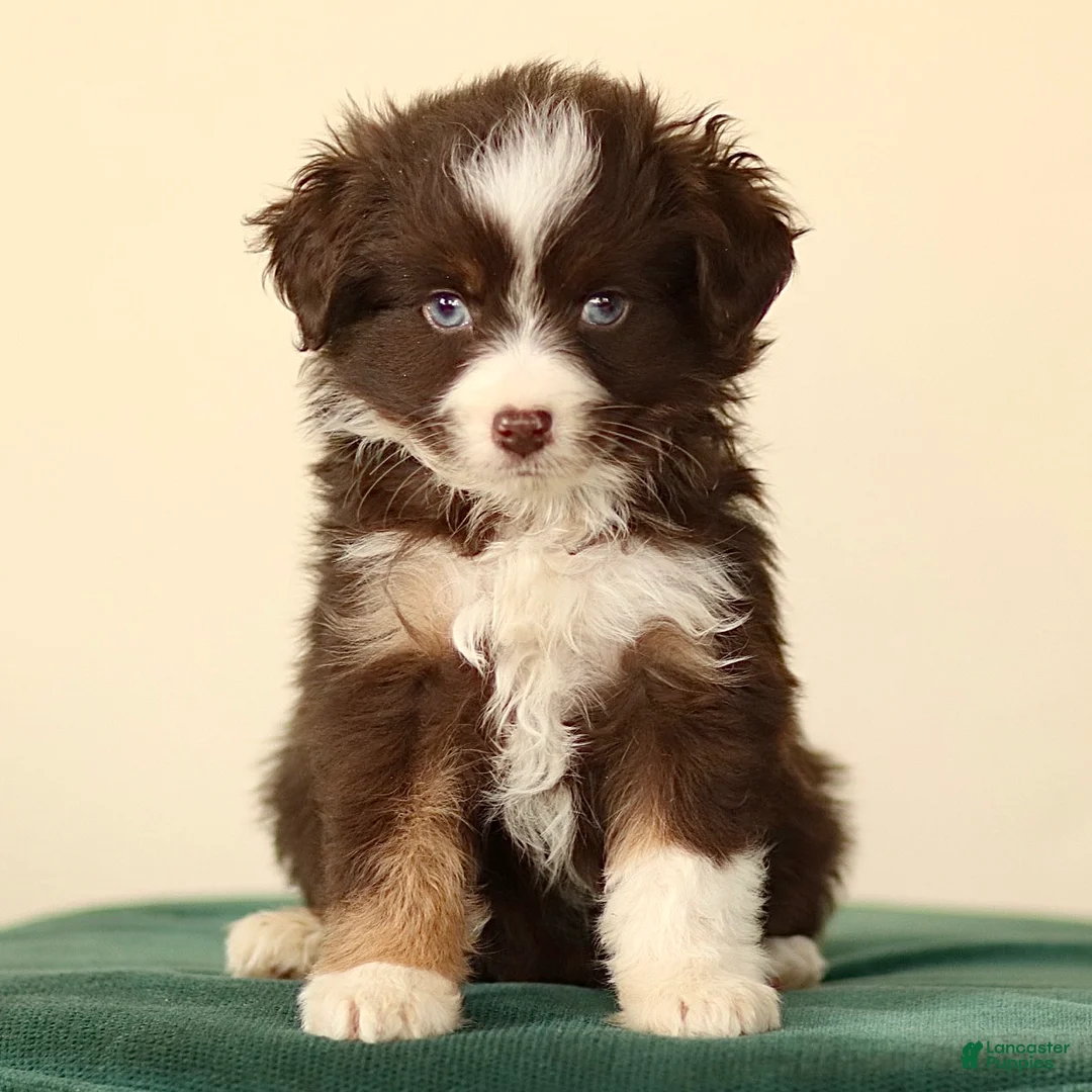 Miniature Australian Shepherd dogs for sale: Indian - Ad 2