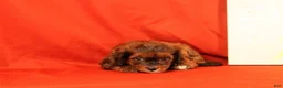 Cavapoo dogs for sale: Gomer - Ad 3